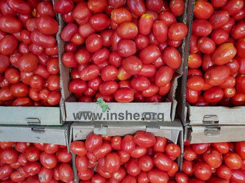 Red ripe tomatoes in cardboard boxes lie in the shop window